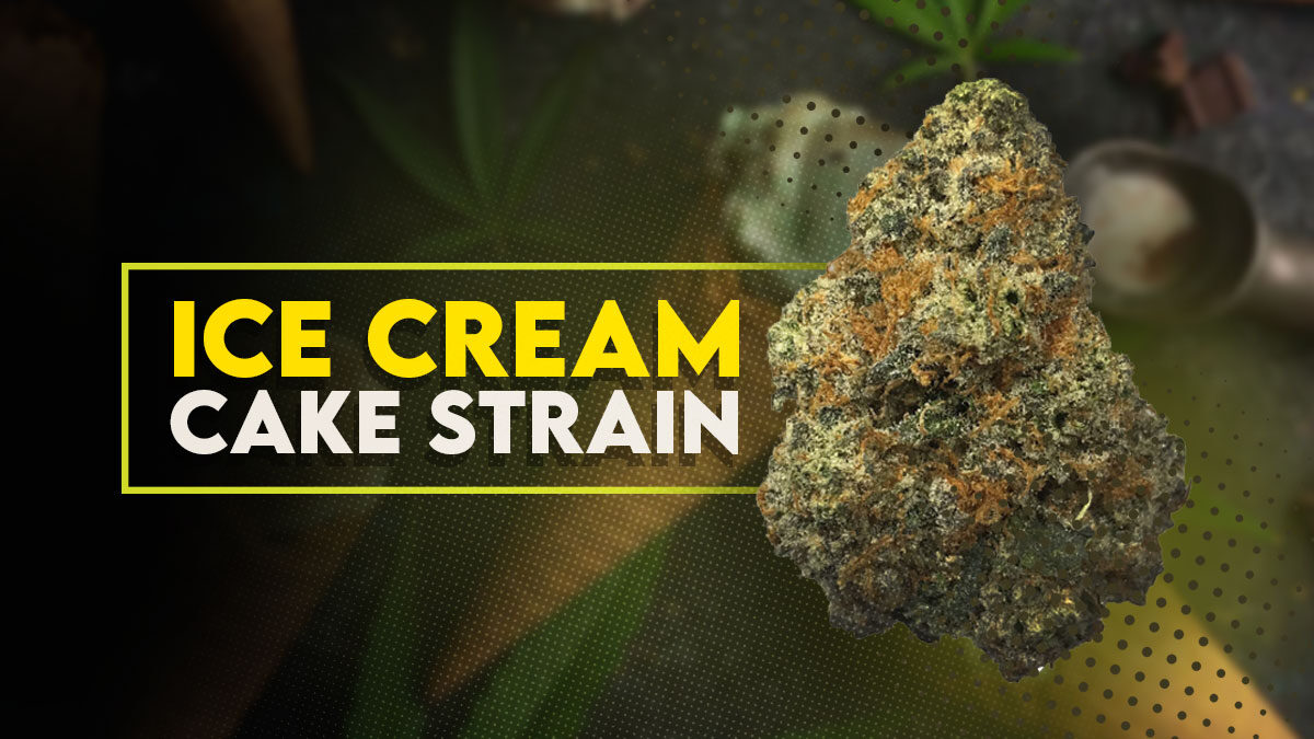 Ice Cream Cake Weed Strain