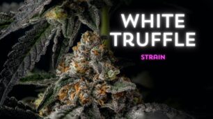 White Truffle Strain